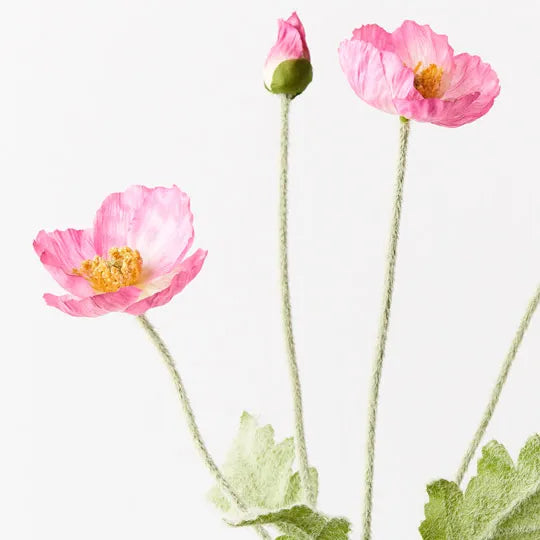 Iceland Poppy Spray- Fuschia