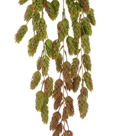 Hanging Hops Bush Grn/Red