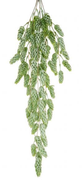 Hanging Hops Bush -Green