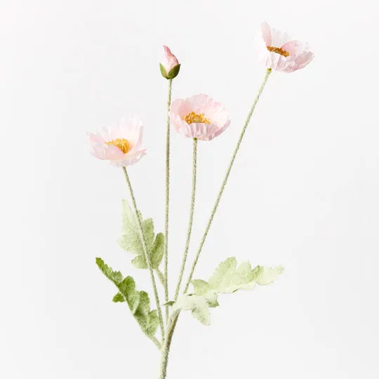 Iceland Poppy Spray - Light Pink
