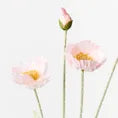 Iceland Poppy Spray - Light Pink