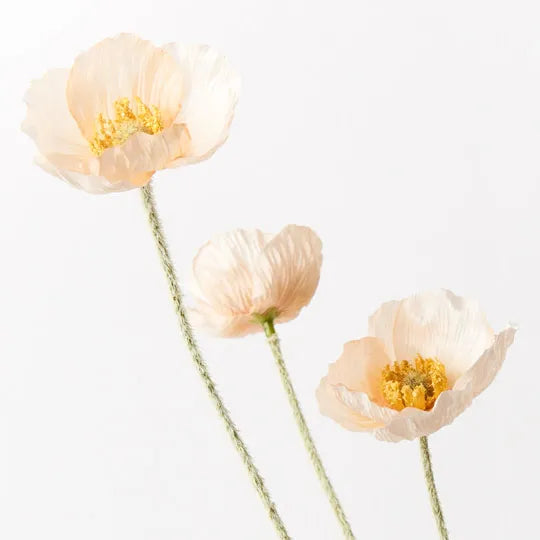 Iceland Poppy Spray - Peach