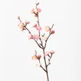 Pink Blossom Stem