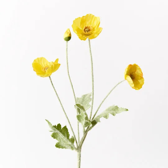 Iceland Poppy- Yellow
