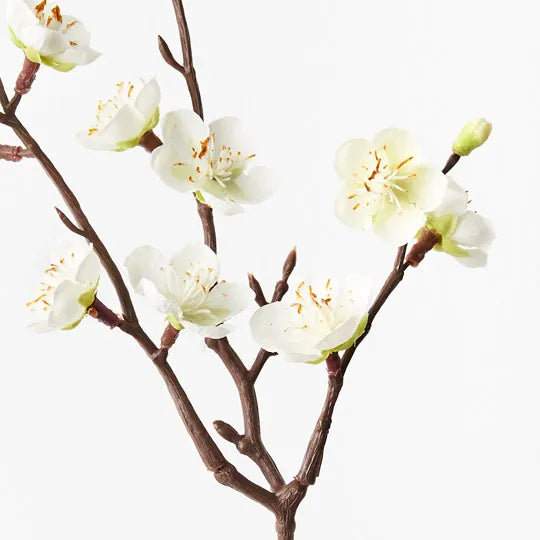 White Blossom Stem