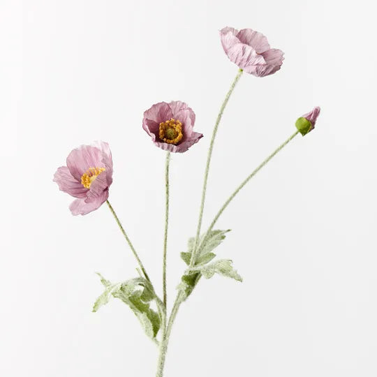 Iceland Poppy-Lavender