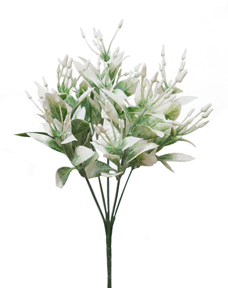 Seeding Bush-White/Green