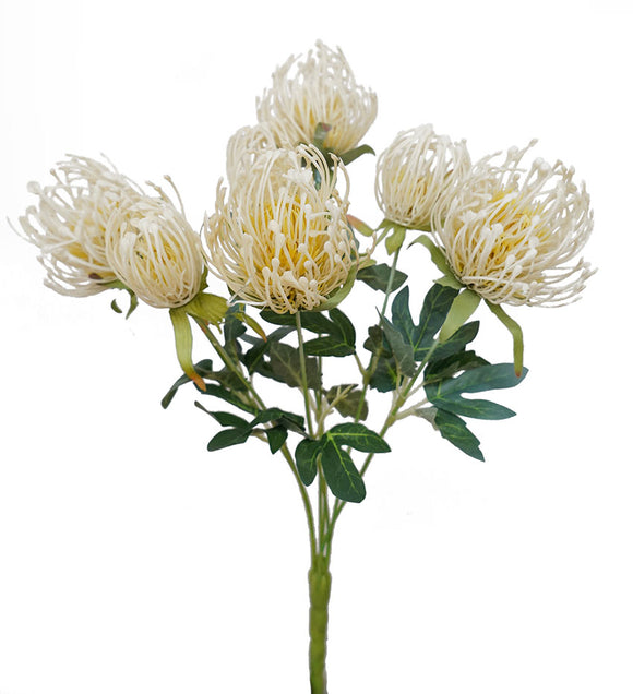 Pincushion Protea Bush -Cream