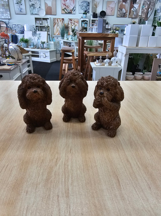 Cavoodle Hear See Speak