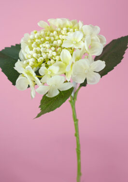 Hydrangea Stem - Cream