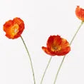 Iceland Poppy Spray- Burnt Orange