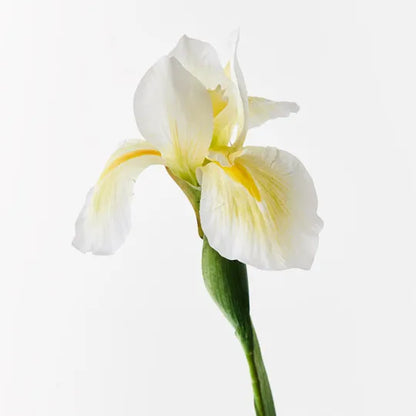 Dutch Iris Stem - White/Yellow