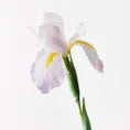 Dutch Iris Stem- Lavender