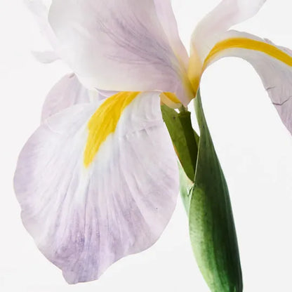 Dutch Iris Stem- Lavender