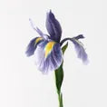 Dutch Iris Stem- Blue