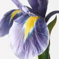 Dutch Iris Stem- Blue