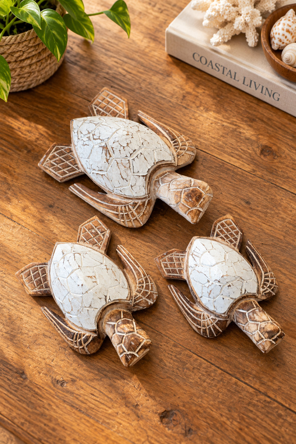 Turtle Set of 3