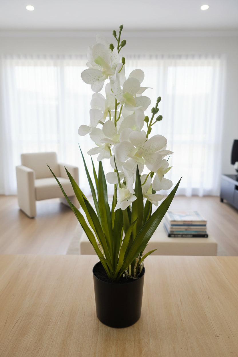 Ascocenda Orchid in Pot