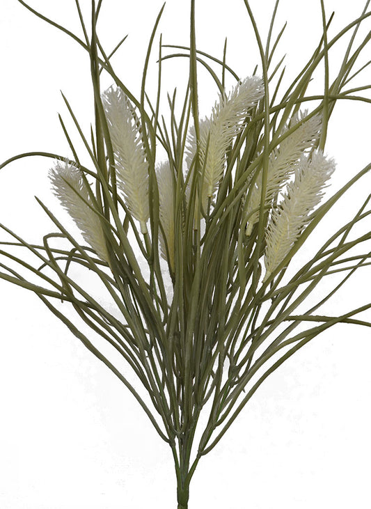 Pampas Grass Bush - Green