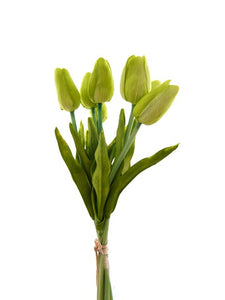 Tulip Bunch - Lime