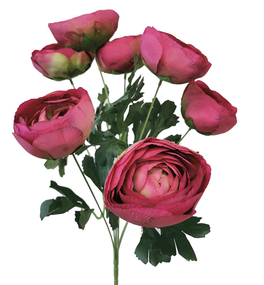 Ranunculous Bunch -Dark Pink