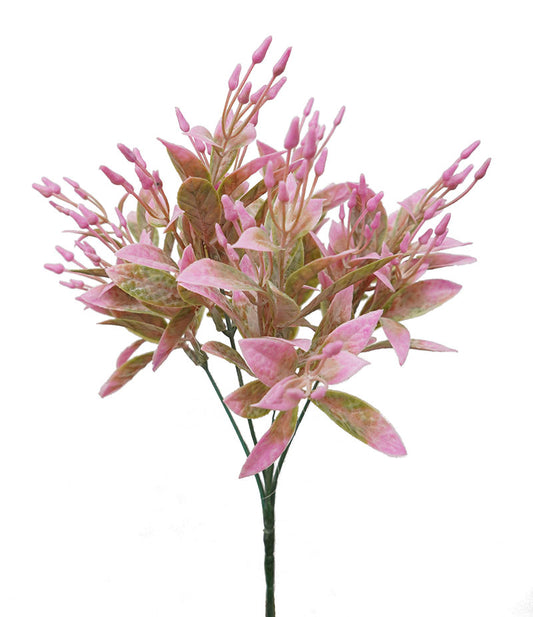 Seeding Bush - Pink