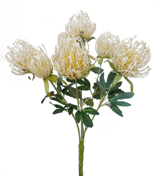 Pincushion Protea Bush -Cream