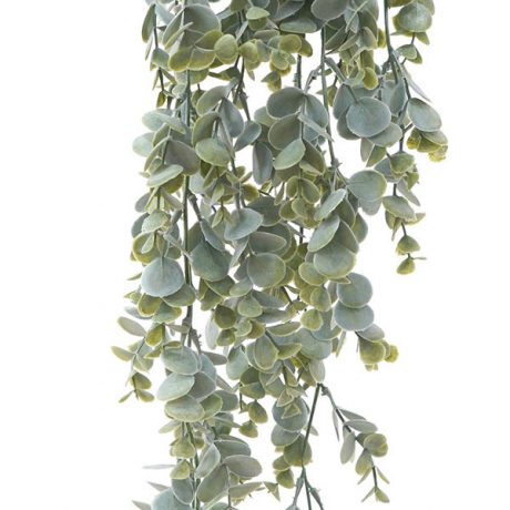 Eucalyptus Hanging Bush